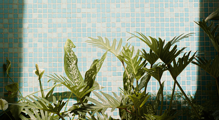 Victoria amazonica pianta per il bagno a foglia larga verde con sfondo piastrellato azzurro