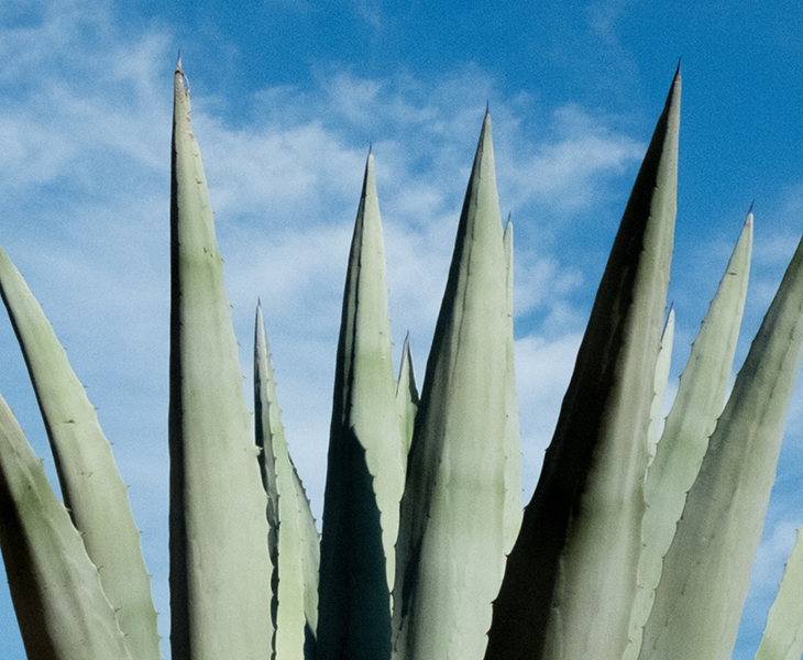 Green leaves of Aloe Vera close-up