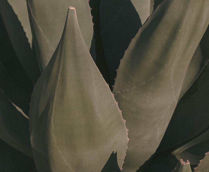 Usine d'agave bleue dans le désert