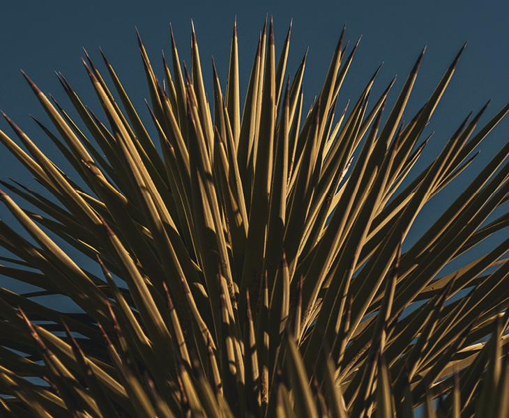 Gros plan de la plante de yucca