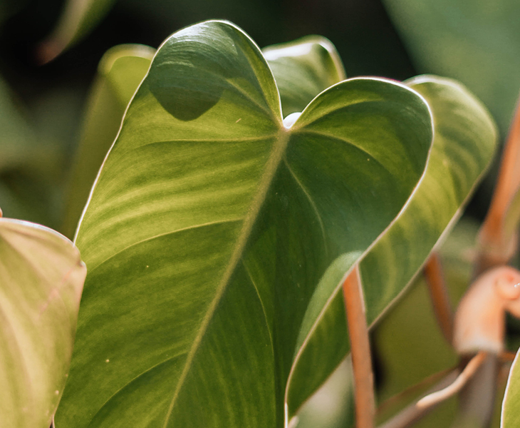 Philodendron succulent plant