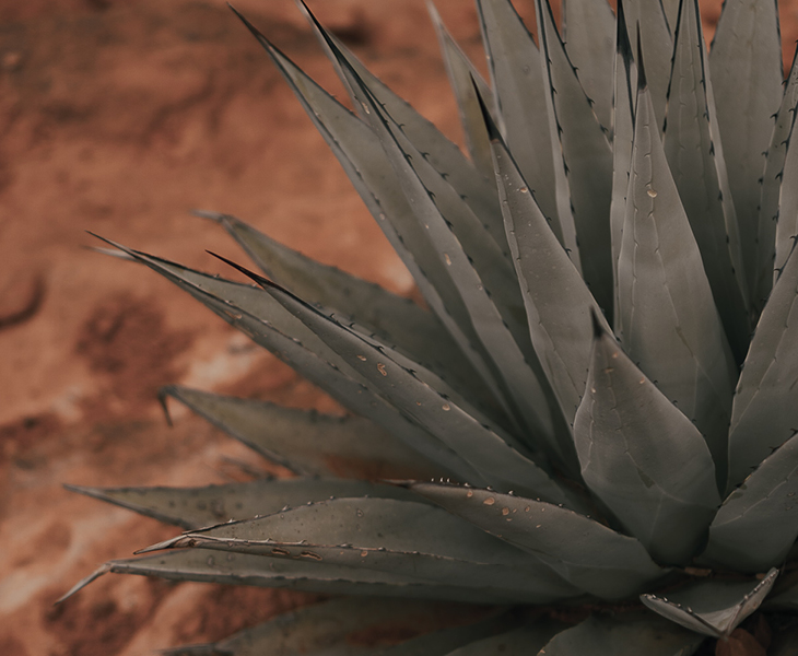 Gros plan de plante d'agave avec fond de désert