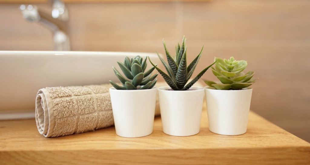Trois plantes grasses posées sur le lavabo de la salle de bain